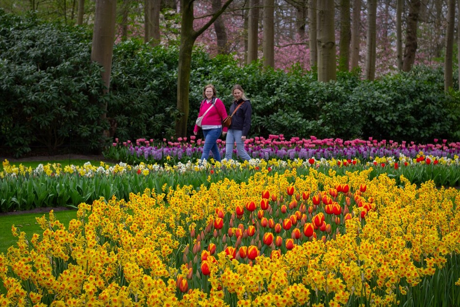 Hollanda'da dünyanın en büyük lale bahçelerinden Keukenhof, 77'nci kez ziyarete açıldı