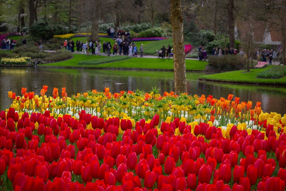 Hollanda'da dünyanın en büyük lale bahçelerinden Keukenhof, 77'nci kez ziyarete açıldı