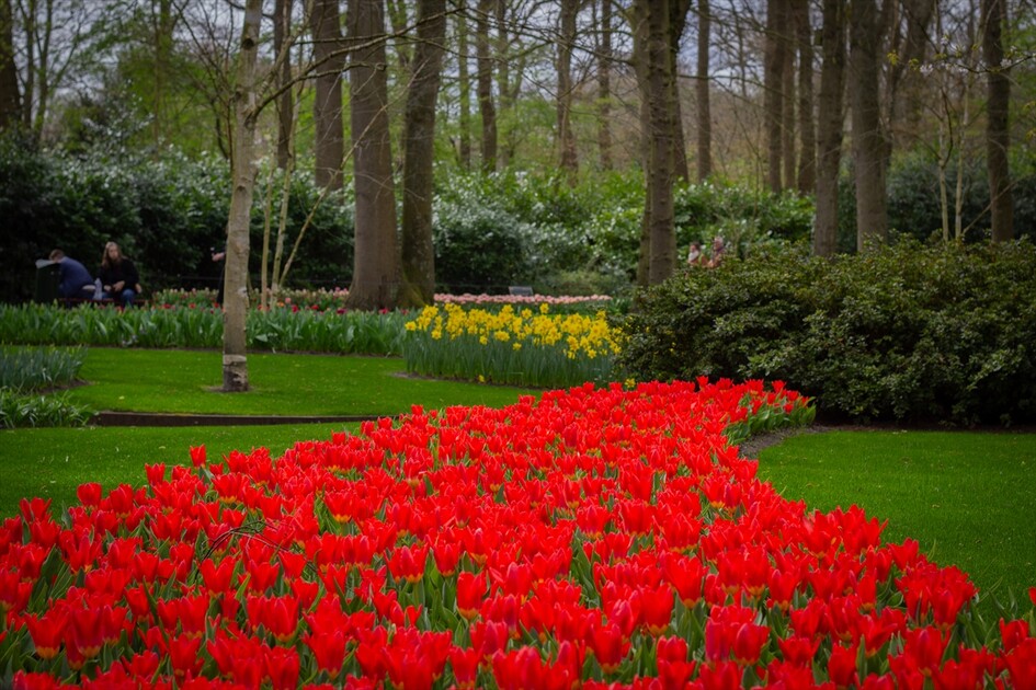 Hollanda'da dünyanın en büyük lale bahçelerinden Keukenhof, 77'nci kez ziyarete açıldı
