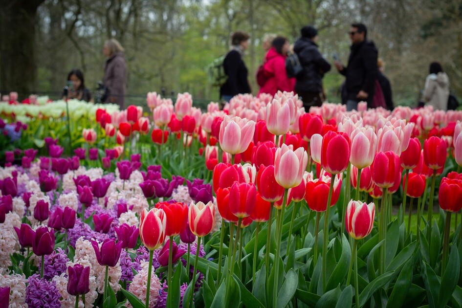Hollanda'da dünyanın en büyük lale bahçelerinden Keukenhof, 77'nci kez ziyarete açıldı
