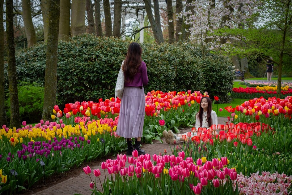 Hollanda'da dünyanın en büyük lale bahçelerinden Keukenhof, 77'nci kez ziyarete açıldı
