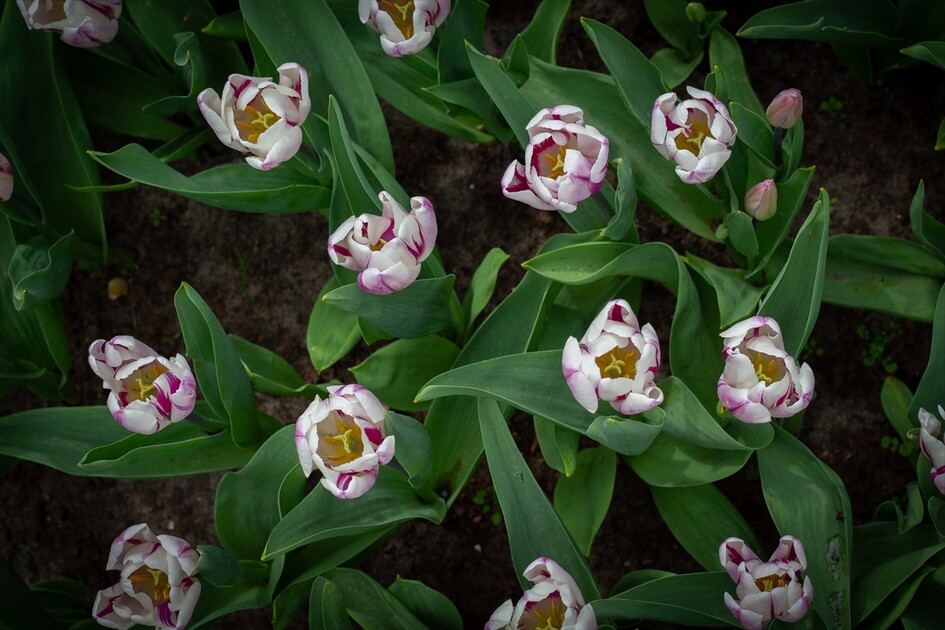 Hollanda'da dünyanın en büyük lale bahçelerinden Keukenhof, 77'nci kez ziyarete açıldı