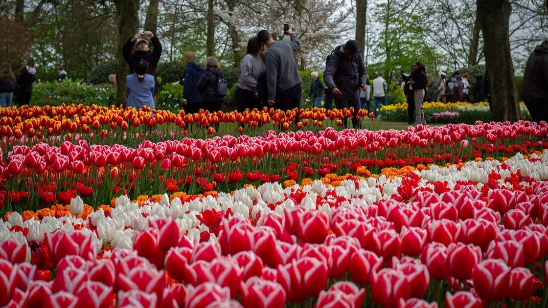 Hollanda'da dünyanın en büyük lale bahçelerinden Keukenhof, 77'nci kez ziyarete açıldı