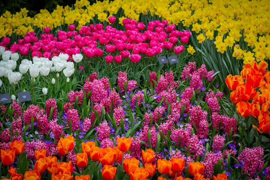 Hollanda'da dünyanın en büyük lale bahçelerinden Keukenhof, 77'nci kez ziyarete açıldı