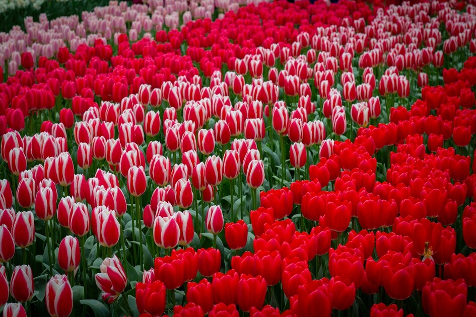 Hollanda'da dünyanın en büyük lale bahçelerinden Keukenhof, 77'nci kez ziyarete açıldı