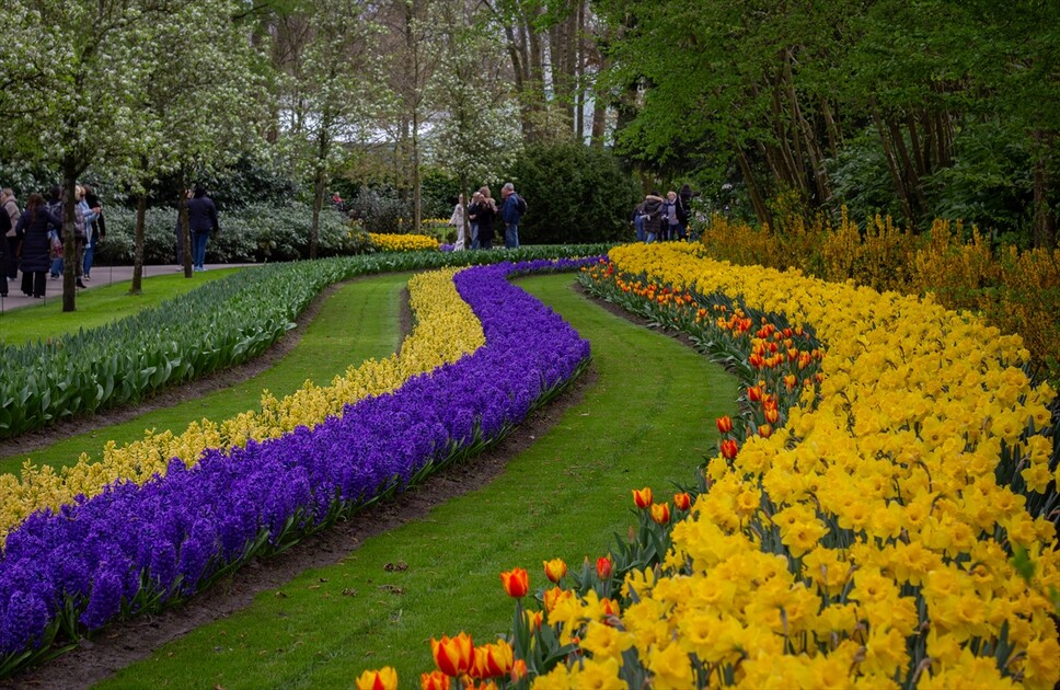 Hollanda'da dünyanın en büyük lale bahçelerinden Keukenhof, 77'nci kez ziyarete açıldı