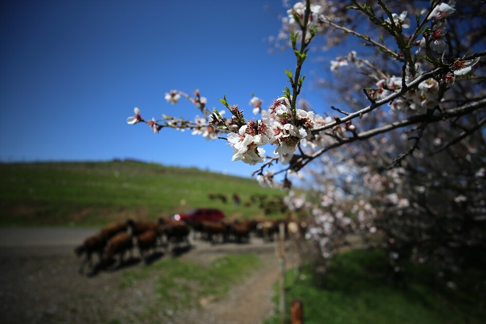 Bingöl'ün kuzeyinde kış, güneyinde bahar yaşanıyor