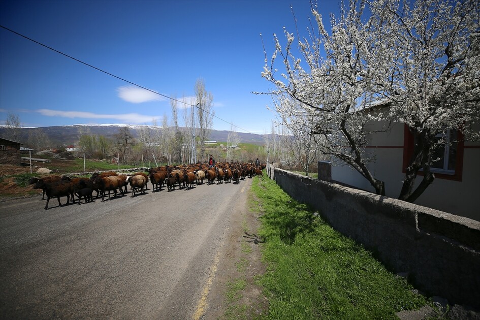 Bingöl'ün kuzeyinde kış, güneyinde bahar yaşanıyor