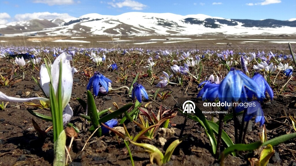Kars'ın bazı bölgelerinde doğa canlanmaya başladı