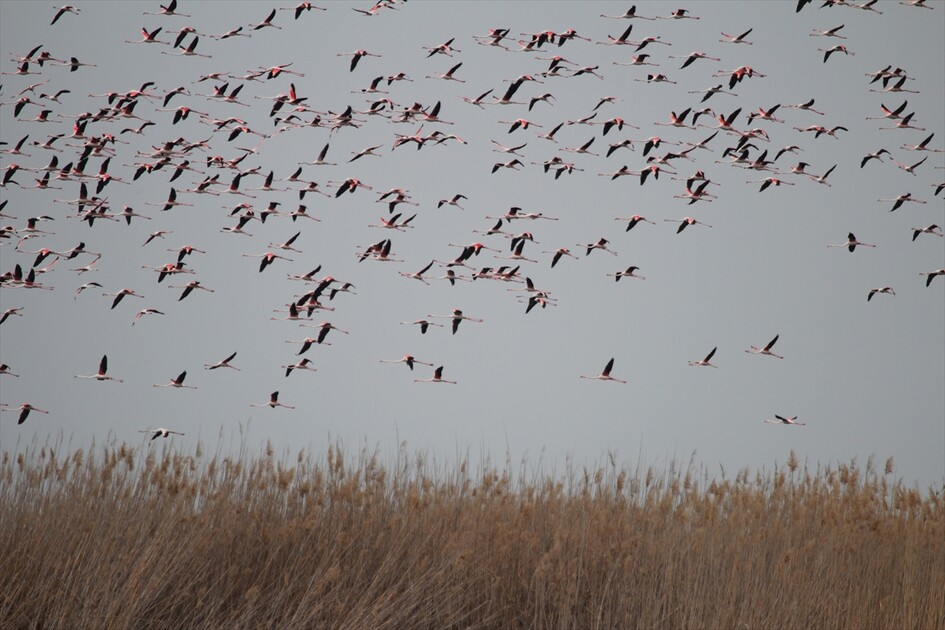 Kuraklık riski altındaki Eber Gölü'nün su seviyesi üç kat arttı