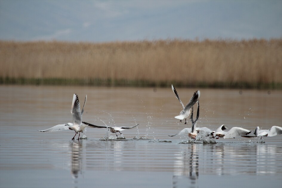 Kuraklık riski altındaki Eber Gölü'nün su seviyesi üç kat arttı