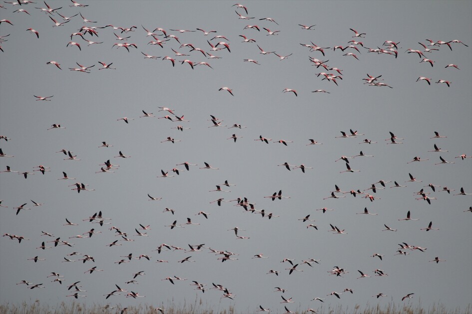 Kuraklık riski altındaki Eber Gölü'nün su seviyesi üç kat arttı