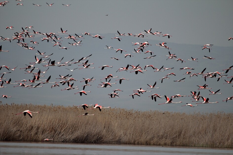 Kuraklık riski altındaki Eber Gölü'nün su seviyesi üç kat arttı