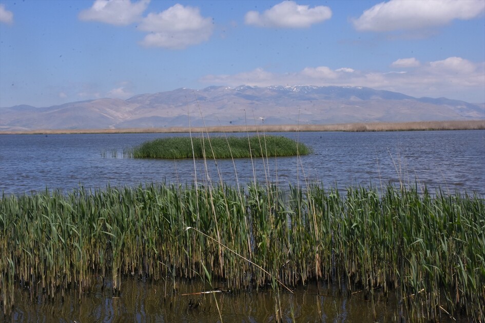 Kuraklık riski altındaki Eber Gölü'nün su seviyesi üç kat arttı