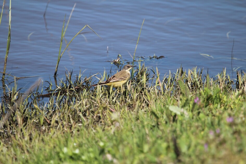 Kuraklık riski altındaki Eber Gölü'nün su seviyesi üç kat arttı