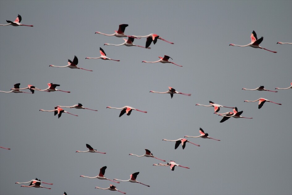 Kuraklık riski altındaki Eber Gölü'nün su seviyesi üç kat arttı