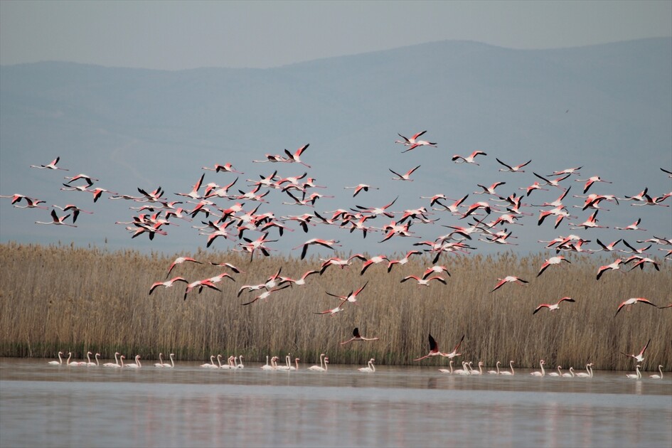 Kuraklık riski altındaki Eber Gölü'nün su seviyesi üç kat arttı