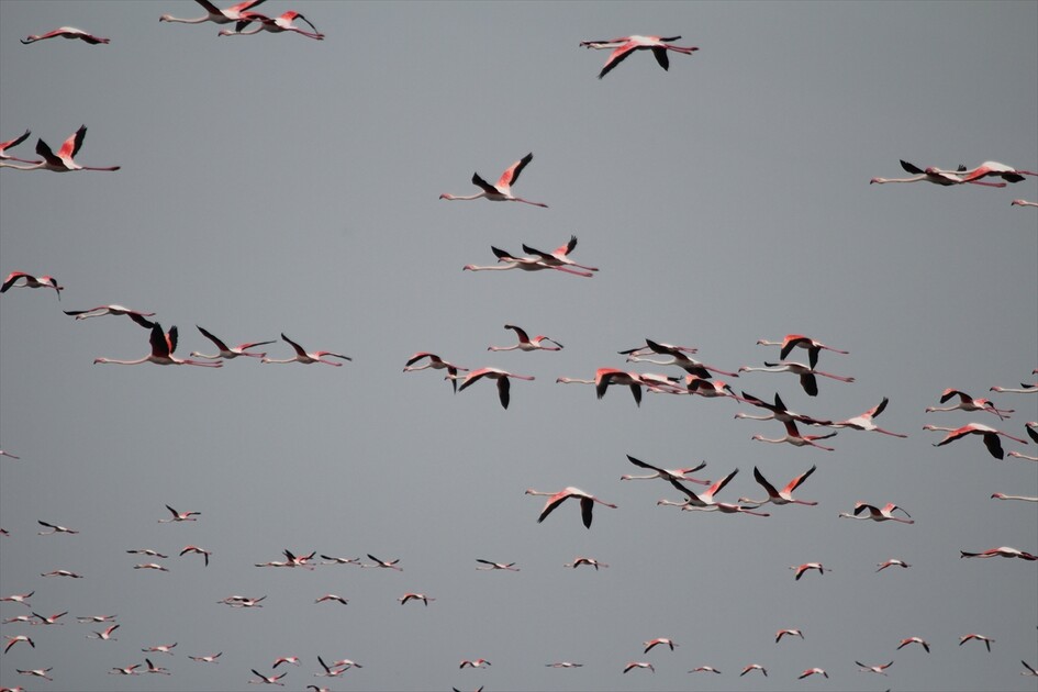 Kuraklık riski altındaki Eber Gölü'nün su seviyesi üç kat arttı