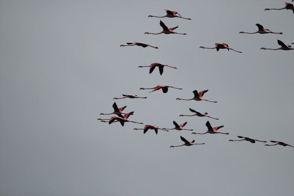 Kuraklık riski altındaki Eber Gölü'nün su seviyesi üç kat arttı