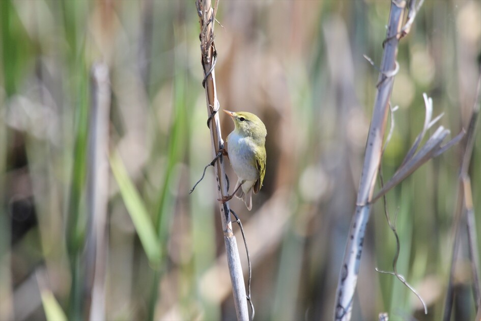 Kuraklık riski altındaki Eber Gölü'nün su seviyesi üç kat arttı