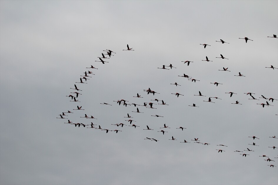 Kuraklık riski altındaki Eber Gölü'nün su seviyesi üç kat arttı