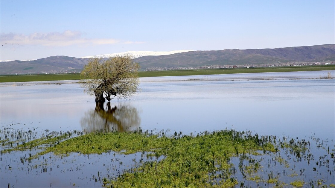 Muş'ta yağışlar geçen yıla göre yüzde 200 arttı