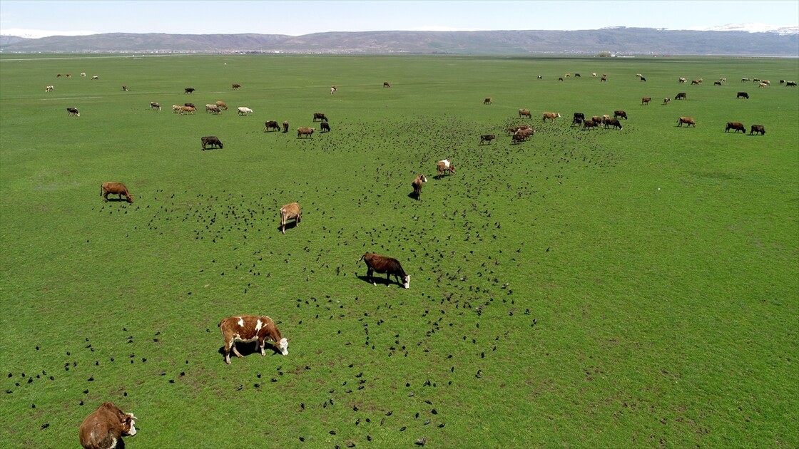 Muş'ta yağışlar geçen yıla göre yüzde 200 arttı