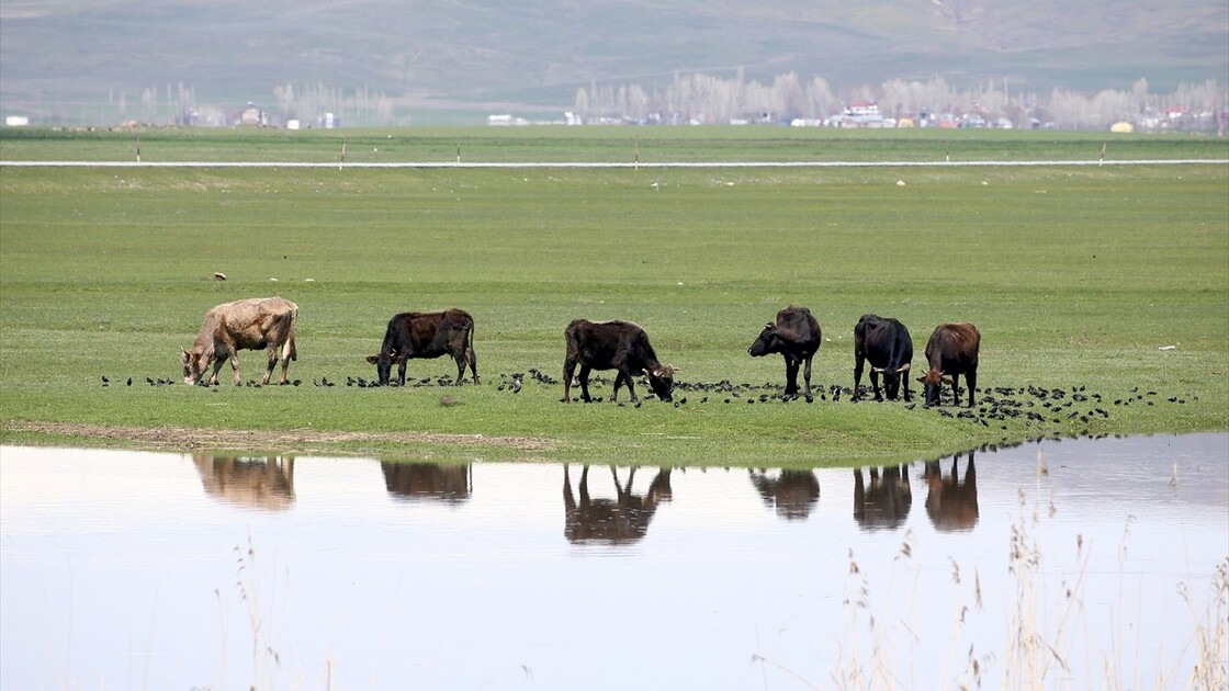 Muş'ta yağışlar geçen yıla göre yüzde 200 arttı