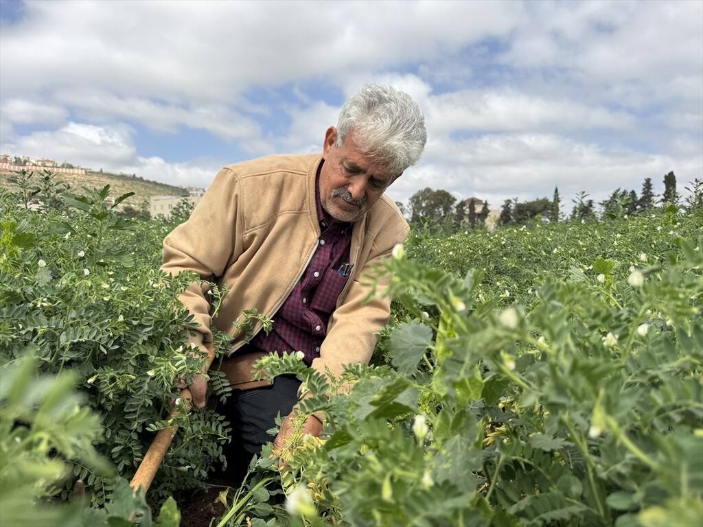 Palestinian farmer continues cultivation in West Bank despite restrictions