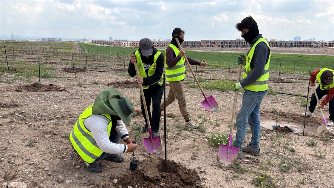 هەولێر.. زیاتر لە ٧٠٠ ھەزار نەمام لە پشتێنەی سەوزایی چێندراوە