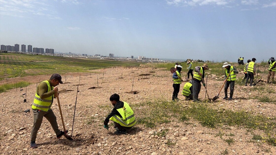 هەولێر.. زیاتر لە ٧٠٠ ھەزار نەمام لە پشتێنەی سەوزایی چێندراوە