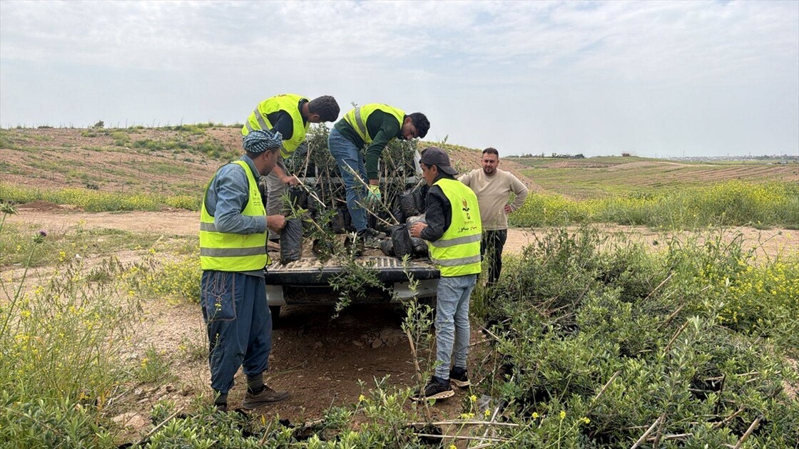 هەولێر.. زیاتر لە ٧٠٠ ھەزار نەمام لە پشتێنەی سەوزایی چێندراوە