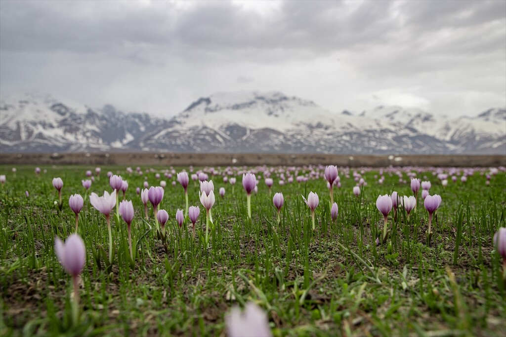 Tunceli'nin bahar çiçekleri doğasever ve fotoğrafçıların ilgisini çekiyor