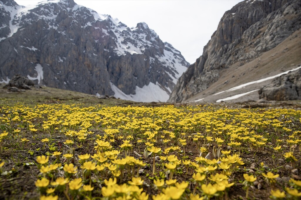 Tunceli'nin bahar çiçekleri doğasever ve fotoğrafçıların ilgisini çekiyor