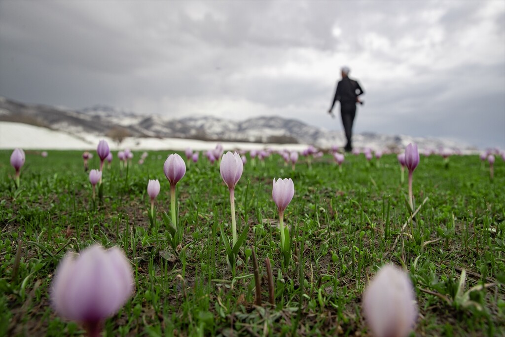Tunceli'nin bahar çiçekleri doğasever ve fotoğrafçıların ilgisini çekiyor