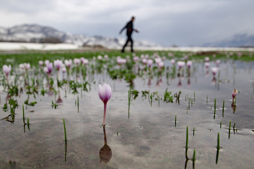 Tunceli'nin bahar çiçekleri doğasever ve fotoğrafçıların ilgisini çekiyor