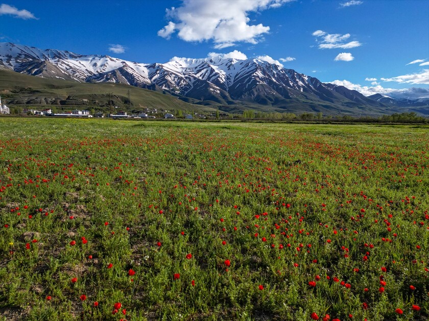 لە لووتکەی چیای ئارتۆس وەرزی زستان و لە بنارەکانی وەرزی بەهارە