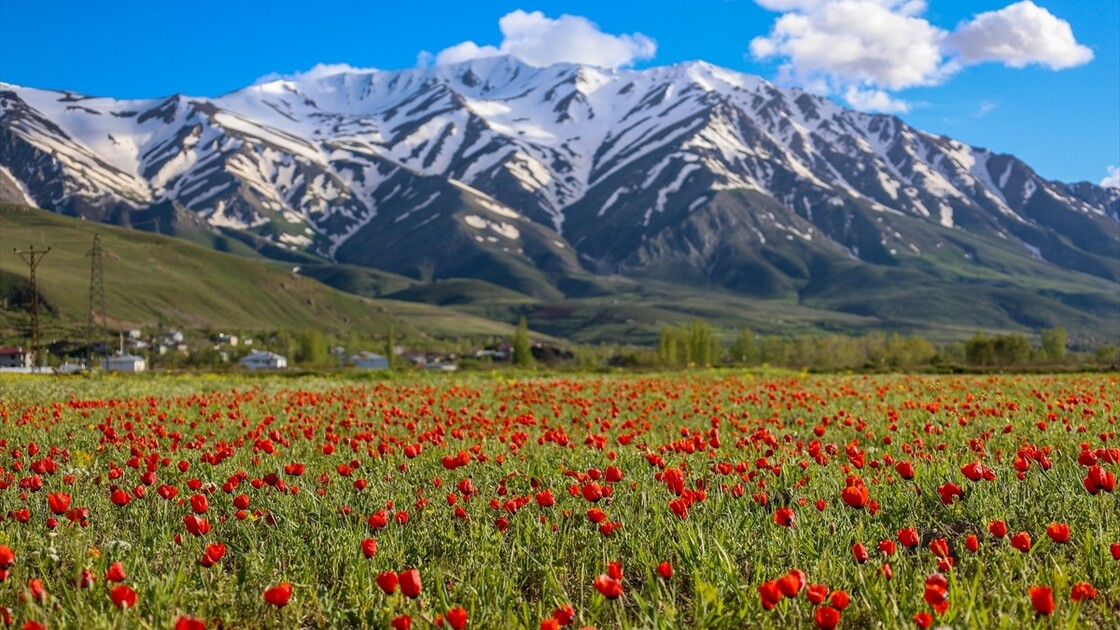 لە لووتکەی چیای ئارتۆس وەرزی زستان و لە بنارەکانی وەرزی بەهارە