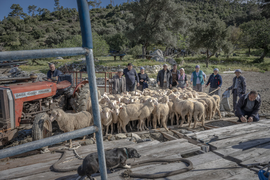 Çobanların karada başlayan göçü, denizde devam eden sıra dışı yolculuğa dönüşüyor