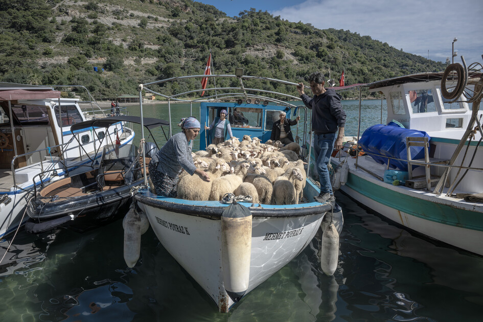 Çobanların karada başlayan göçü, denizde devam eden sıra dışı yolculuğa dönüşüyor