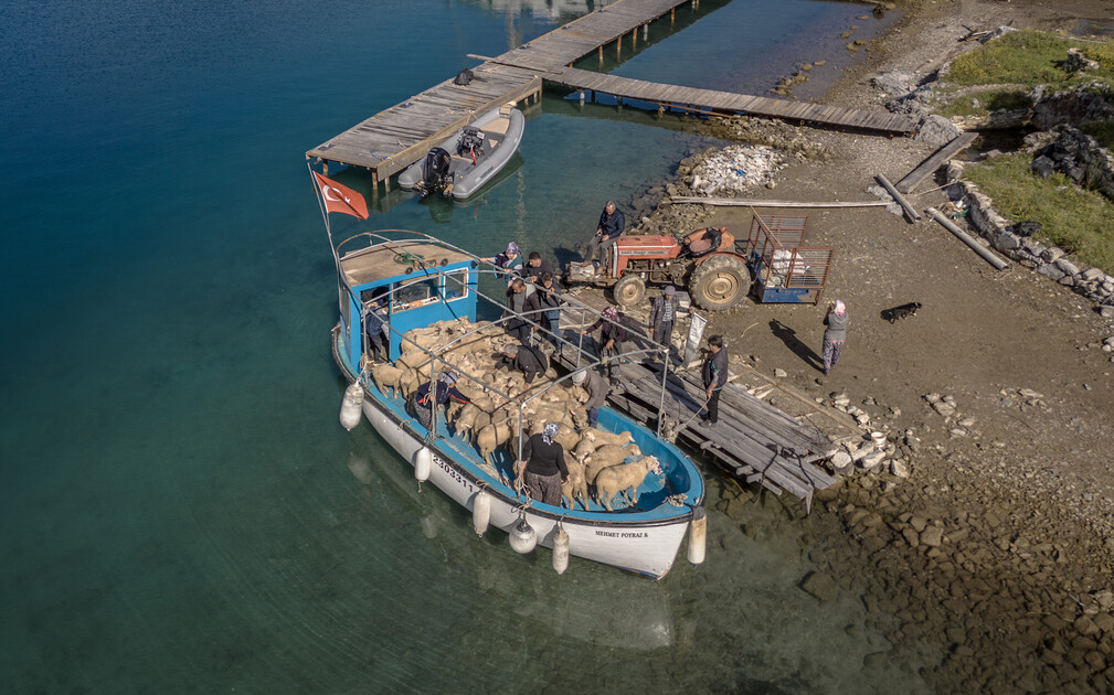 Çobanların karada başlayan göçü, denizde devam eden sıra dışı yolculuğa dönüşüyor