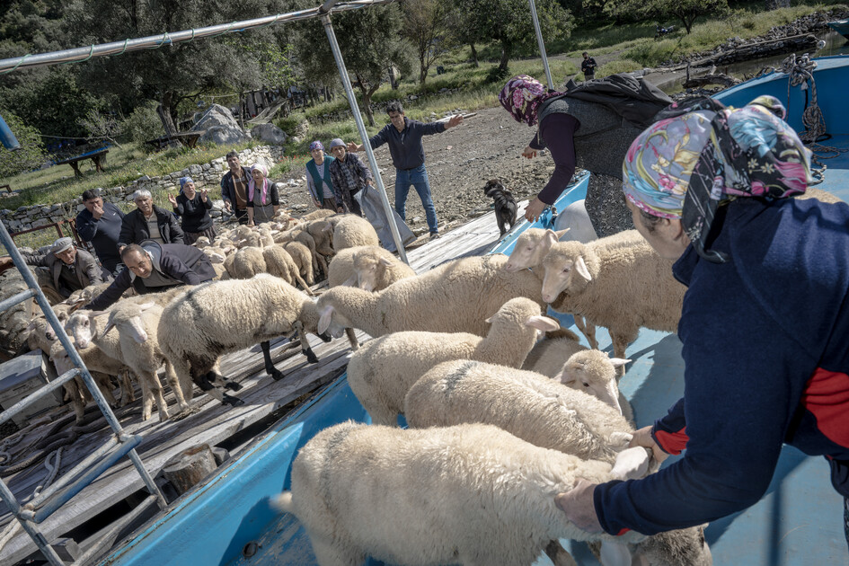 Çobanların karada başlayan göçü, denizde devam eden sıra dışı yolculuğa dönüşüyor