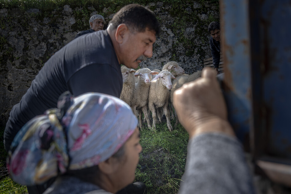 Çobanların karada başlayan göçü, denizde devam eden sıra dışı yolculuğa dönüşüyor