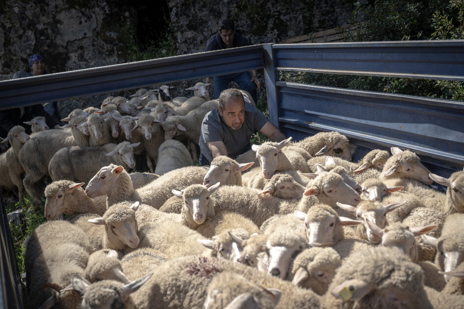 Çobanların karada başlayan göçü, denizde devam eden sıra dışı yolculuğa dönüşüyor