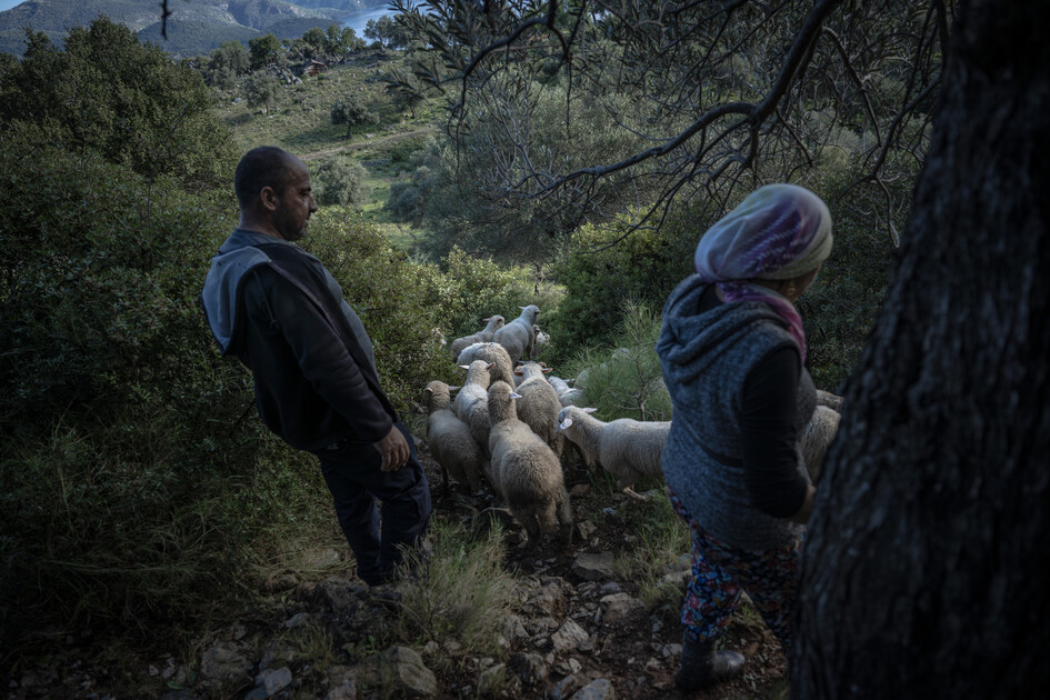 Çobanların karada başlayan göçü, denizde devam eden sıra dışı yolculuğa dönüşüyor
