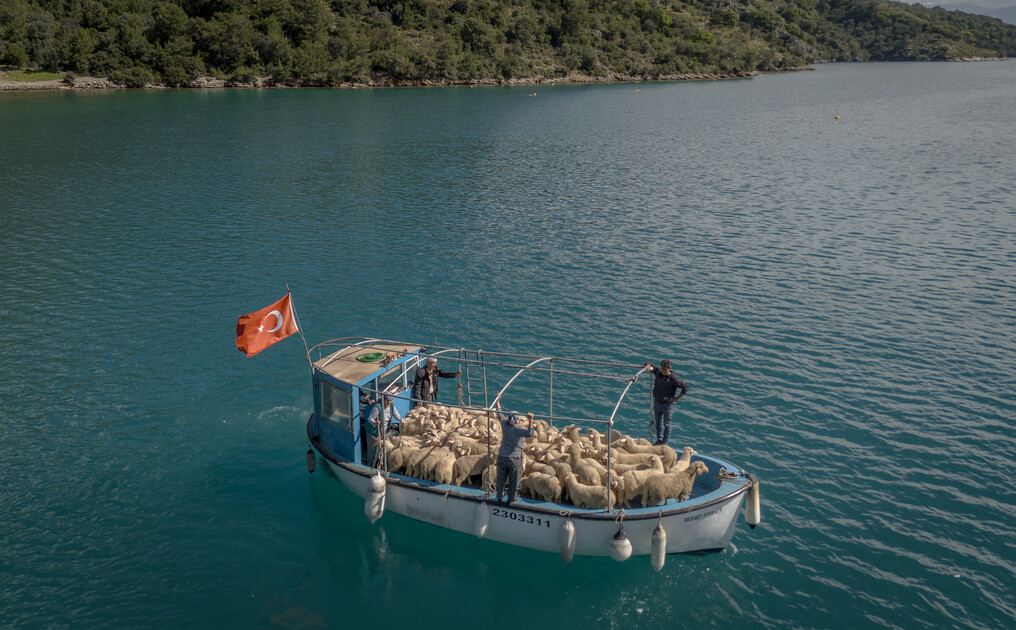 Çobanların karada başlayan göçü, denizde devam eden sıra dışı yolculuğa dönüşüyor