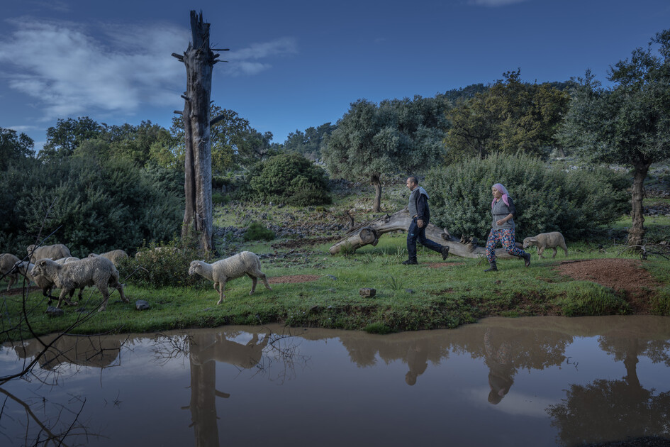 Çobanların karada başlayan göçü, denizde devam eden sıra dışı yolculuğa dönüşüyor