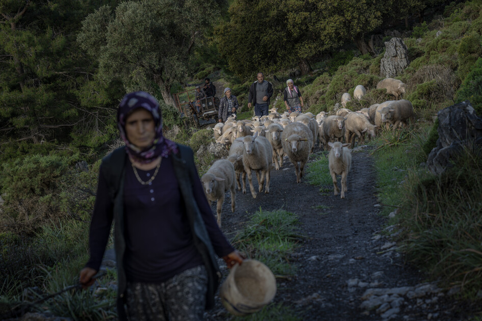 Çobanların karada başlayan göçü, denizde devam eden sıra dışı yolculuğa dönüşüyor
