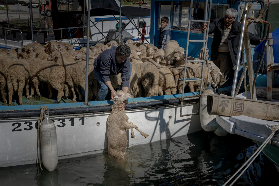 Çobanların karada başlayan göçü, denizde devam eden sıra dışı yolculuğa dönüşüyor