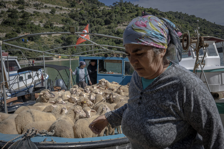 Çobanların karada başlayan göçü, denizde devam eden sıra dışı yolculuğa dönüşüyor